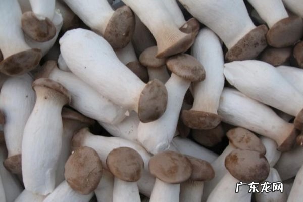 鸡腿菇和杏鲍菇的区别两者有什么不同