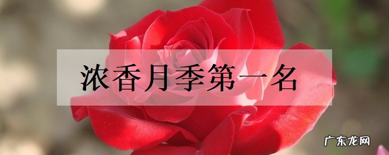 浓香月季第一名是什么