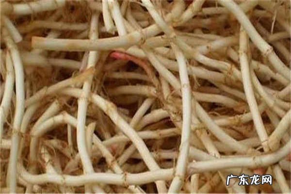 鱼腥草的禁忌有什么副作用