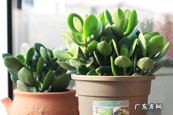 家养盆栽玉树花的养殖方法和注意事项有哪些