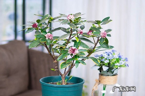 金边瑞香黄叶掉落怎么办叶子发黄补救解决方法