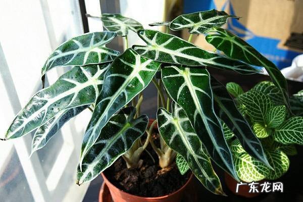 黑叶观音莲烂根了怎么办根烂怎么处理能救活