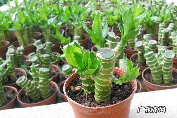 富贵竹水养技巧可以一直用水养吗