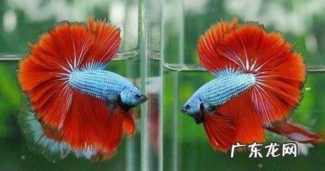 斗鱼有什么风水忌讳 红色斗鱼的风水说法