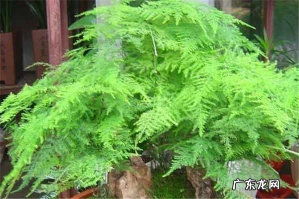 为什么家里不能养文竹需要注意什么