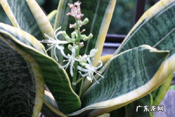 虎皮兰怎么养养护注意事项有哪些