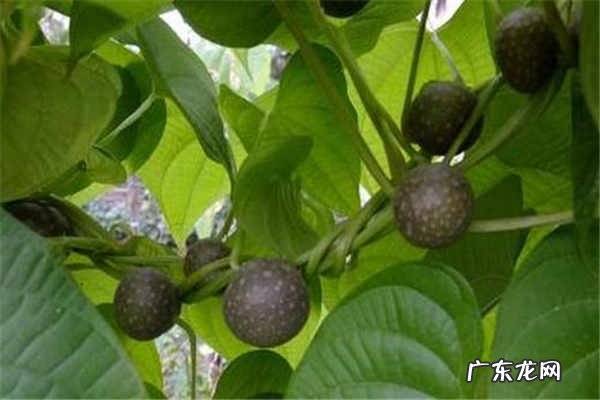 何首乌的正确吃法功效作用有哪些