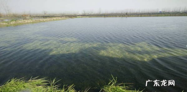 老虾农的投喂秘籍送给你 小龙虾吃什么食物长大