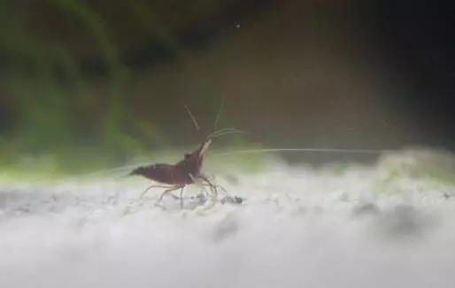 老虾农的投喂秘籍送给你 小龙虾吃什么食物长大