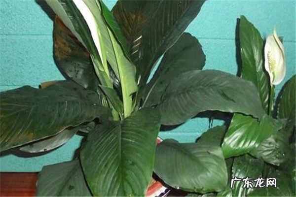 什么植物除甲醛最好