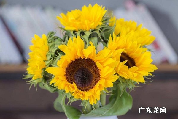 向日葵怎么养养护方法有哪些