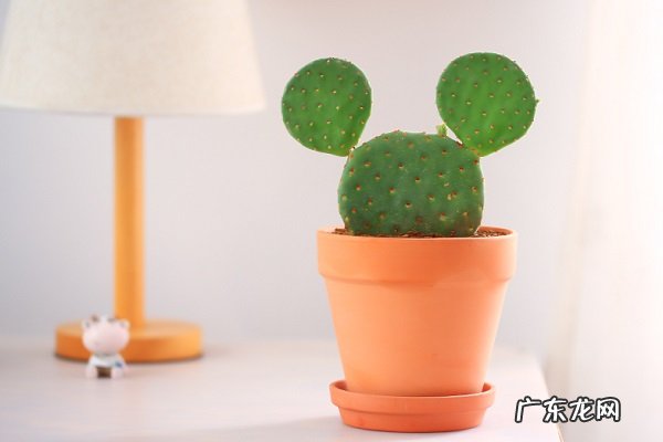 仙人掌烂根了怎么办根烂怎么处理能救活