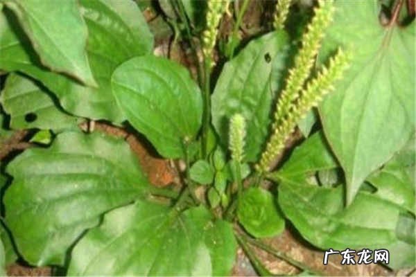 车前草泡水喝的功效需要注意什么