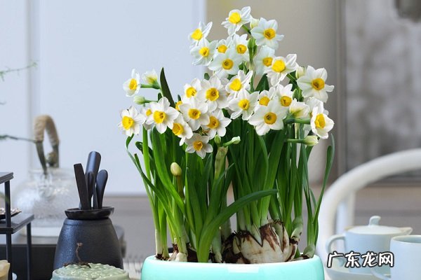 家养盆栽水仙花的养殖方法和注意事项有哪些