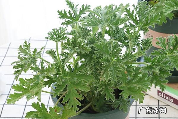 驱蚊草黄叶掉落怎么办叶子发黄补救解决方法