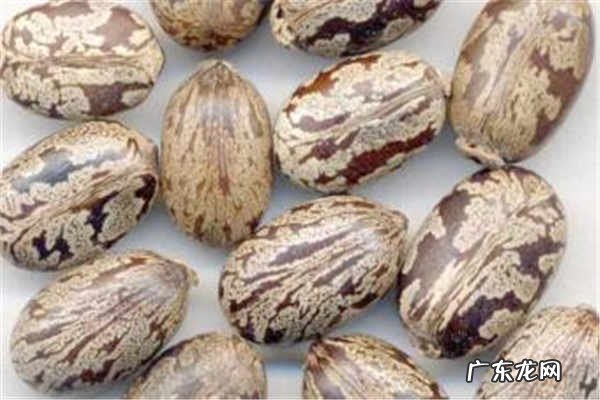 蓖麻子的功效与作用有哪些