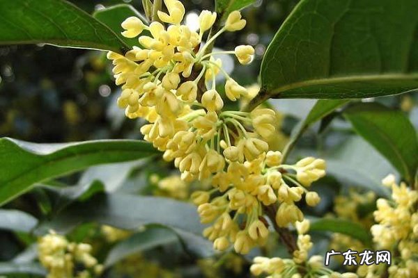 桂花茶可以天天喝吗哪些人不能喝