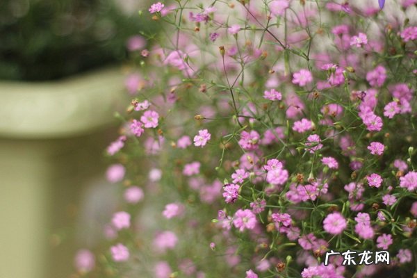 满天星花黄叶掉落怎么办叶子发黄补救解决方法