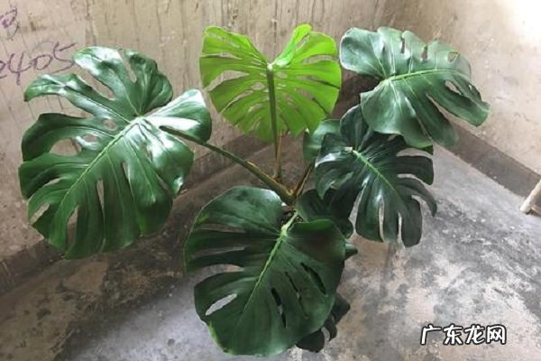 龟背竹吸甲醛吗吸收效果好吗