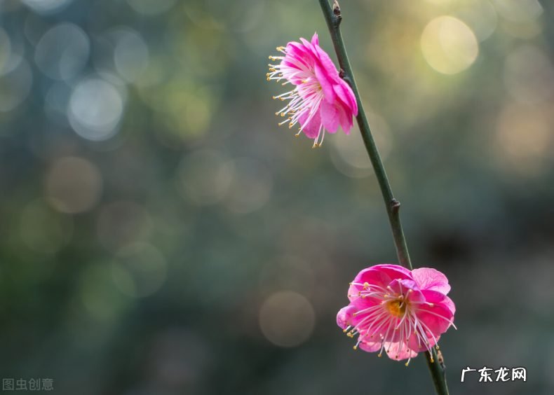欣赏这一天美好的开端 十首诗词中的清晨美好的诗句