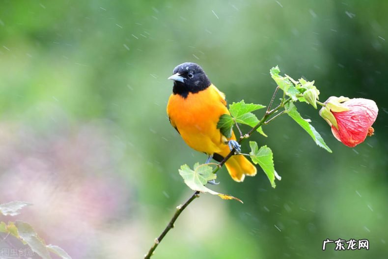 欣赏这一天美好的开端 十首诗词中的清晨美好的诗句