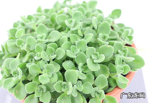 家养盆栽碰碰香的养殖方法和注意事项有哪些