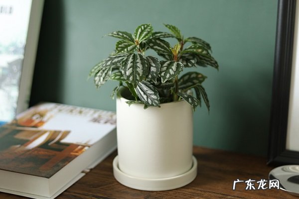 冷水花烂根了怎么办根烂怎么处理能救活