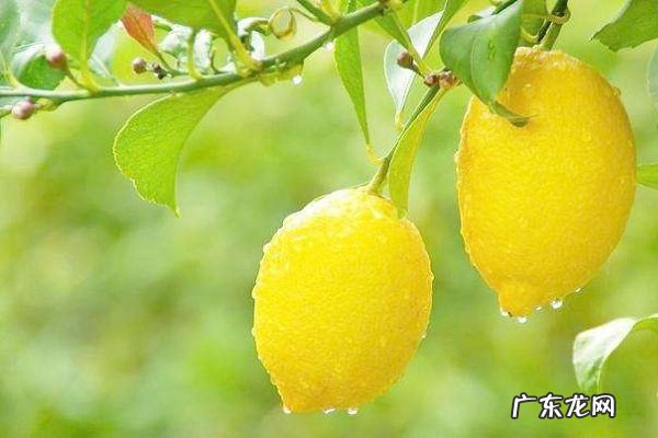 干柠檬片的正确泡法怎么泡效果好