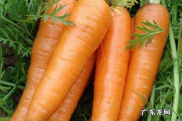 虾和胡萝卜能一起吃吗两者相克吗