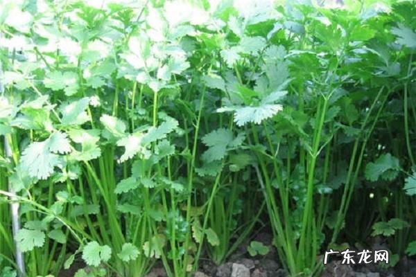 香菜的副作用吃多了有哪些害处