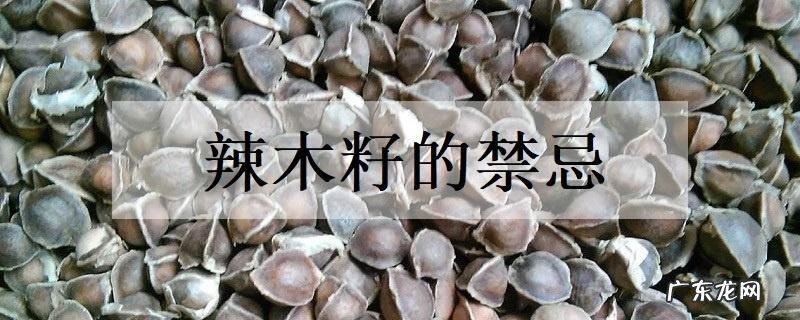 辣木籽的禁忌有哪些