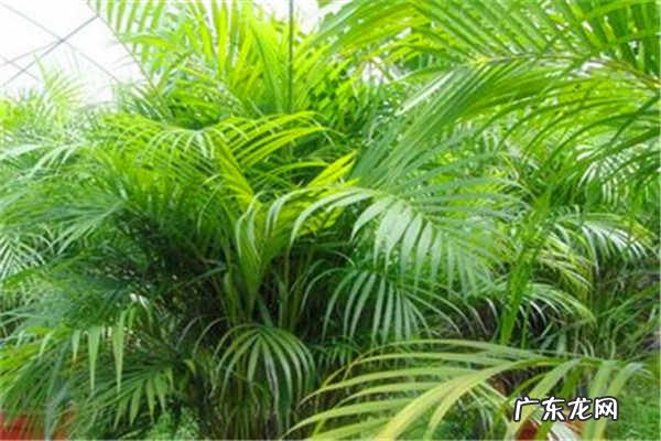 凤尾竹养殖方法和注意事项