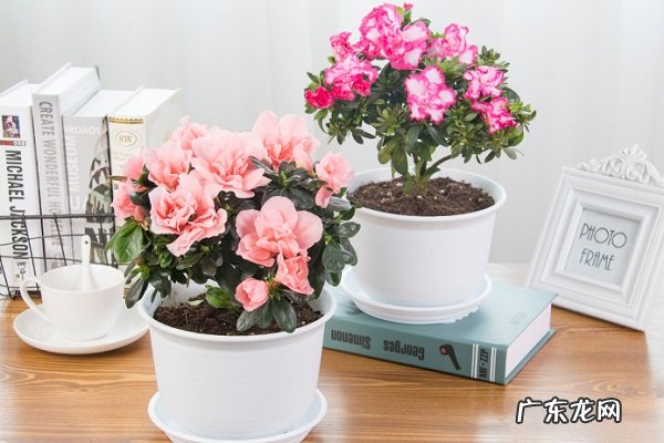 比利时杜鹃黄叶掉落怎么办叶子发黄补救解决方法