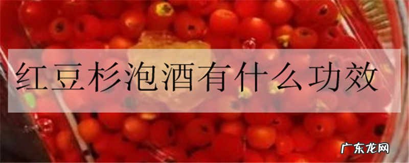 红豆杉泡酒有什么功效