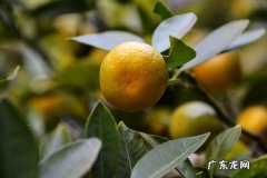 金桔树的摆放禁忌不能放在哪里