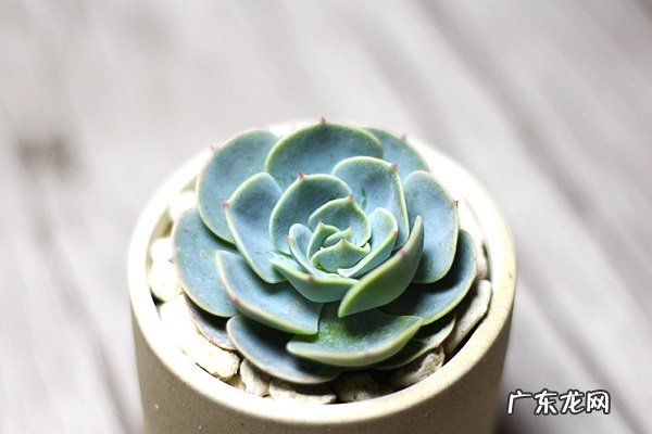 玉蝶黄叶掉落怎么办叶子发黄补救解决方法