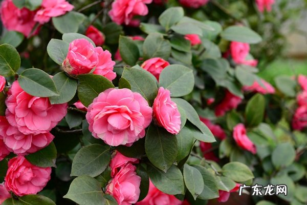 茶花烂根了怎么办根烂怎么处理能救活