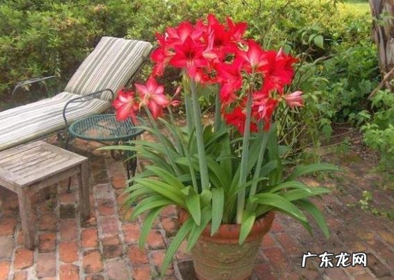 风水好的花卉植物 好看的风水花卉有哪些