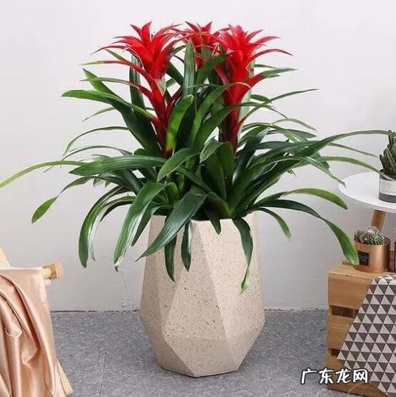 风水好的花卉植物 好看的风水花卉有哪些