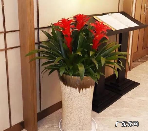 风水好的花卉植物 好看的风水花卉有哪些