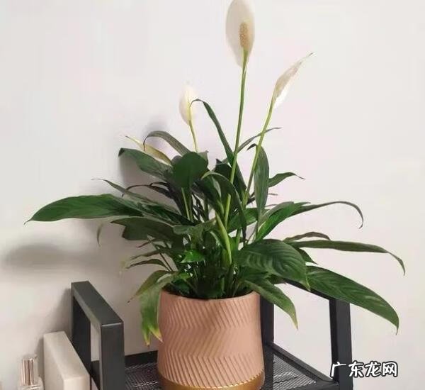 风水好的花卉植物 好看的风水花卉有哪些