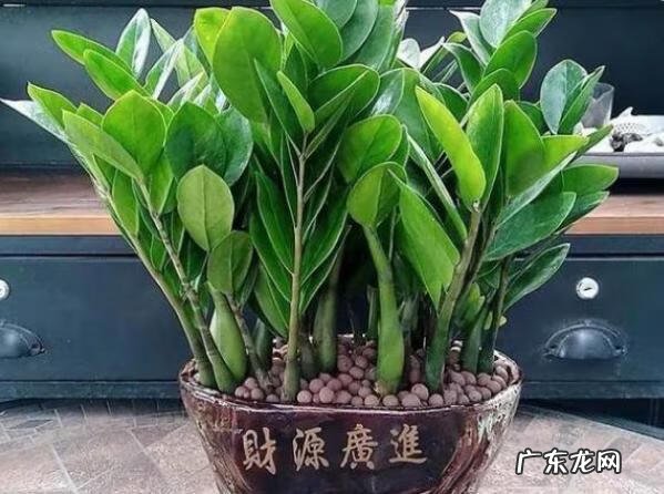 风水好的花卉植物 好看的风水花卉有哪些