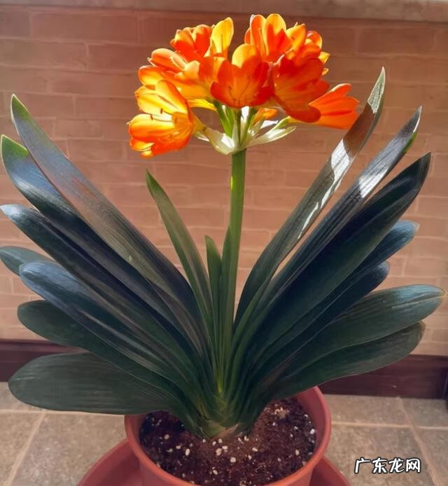 风水好的花卉植物 好看的风水花卉有哪些