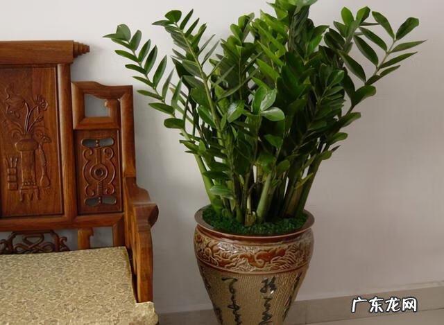 风水好的花卉植物 好看的风水花卉有哪些