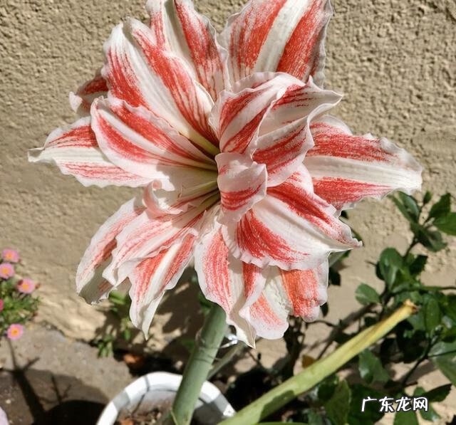 风水好的花卉植物 好看的风水花卉有哪些