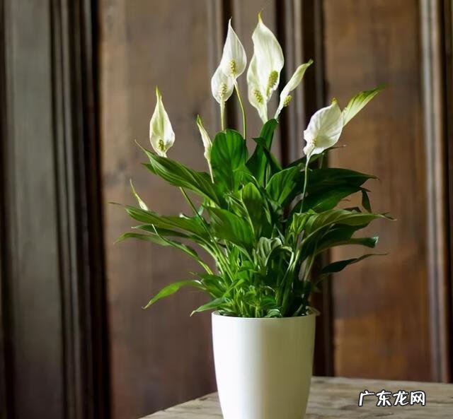 风水好的花卉植物 好看的风水花卉有哪些