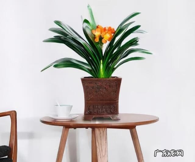 风水好的花卉植物 好看的风水花卉有哪些