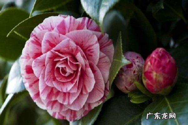 春天都有什么花开放哪些花春季绽放