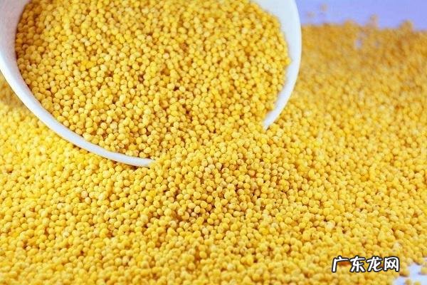 吃小米的禁忌哪些人不适合食用