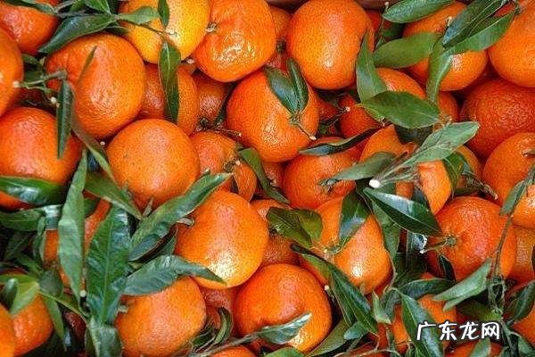 吃橘子上火还是败火上火了怎么办